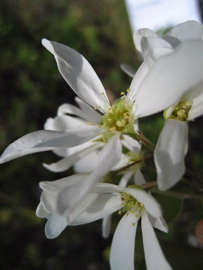 Beautiful serviceberry, photo 1 of 5