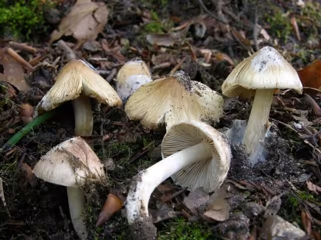 Inocybe fastigié