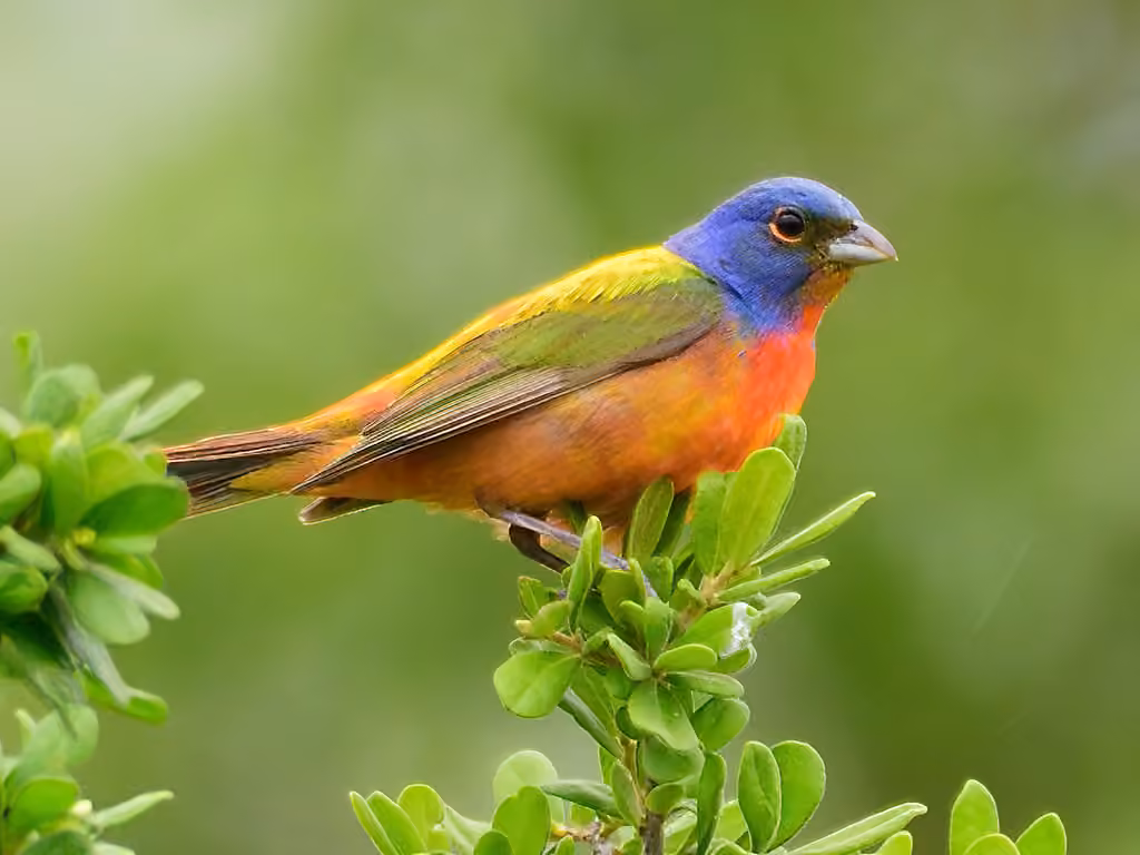 Passerin nonpareil, photo 3 sur 5