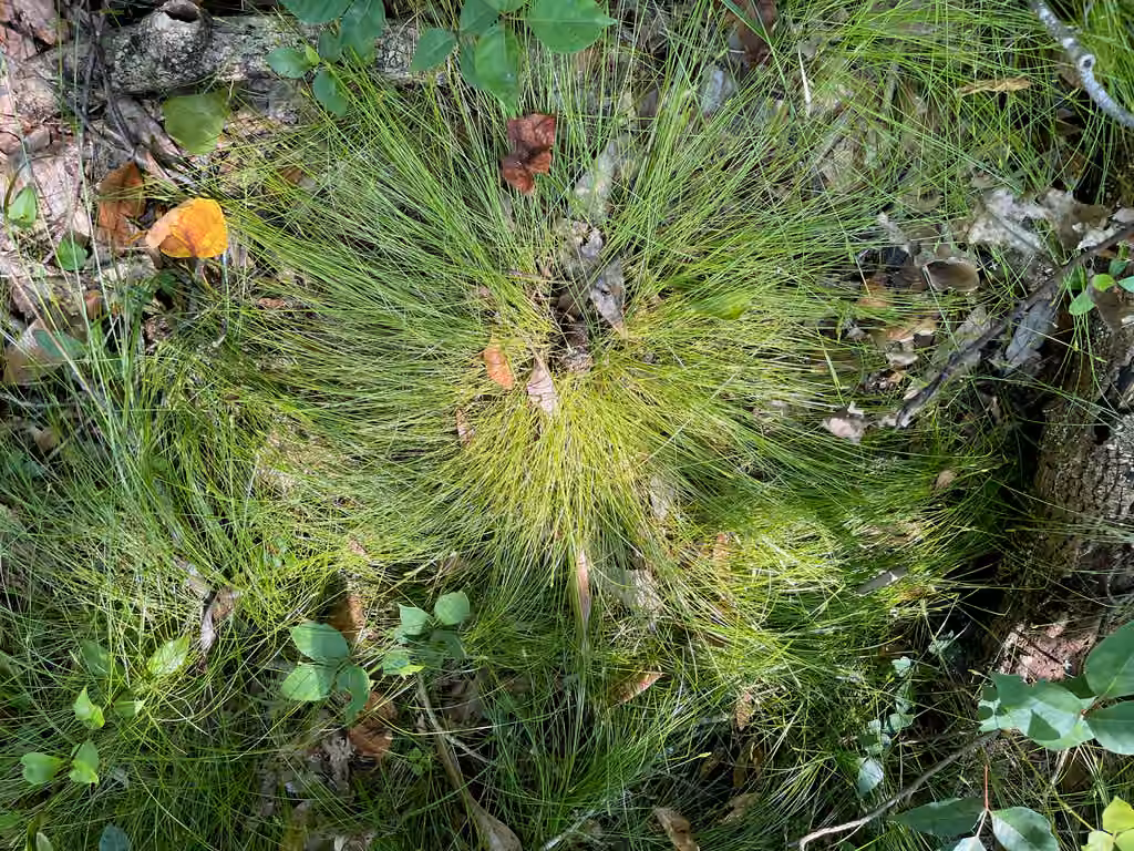 Carex à tiges grêles, En fleurs