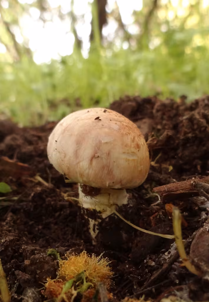 Small Agaric, photo 3 of 5