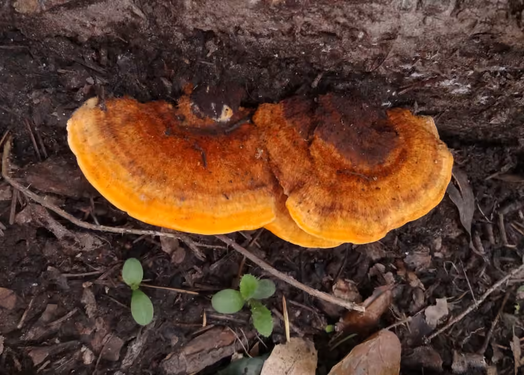 Polypore flamboyant, photo 3 of 5
