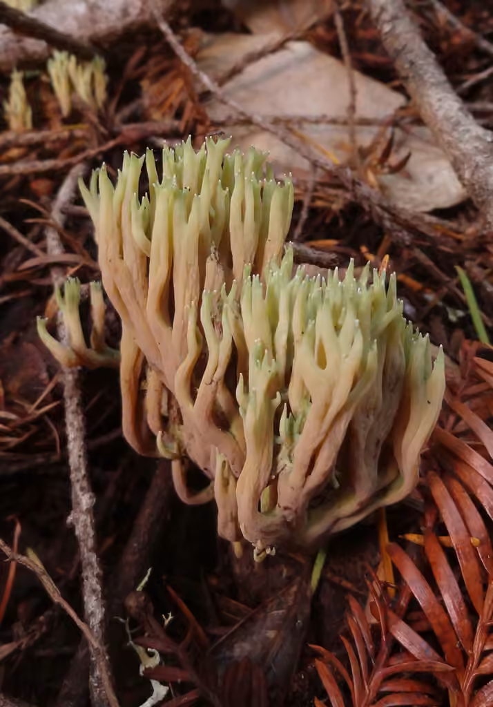 Green-tipped Coral, photo 3 of 5