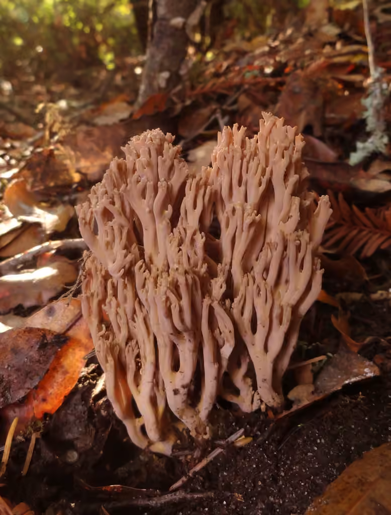 violet-banded coral fungus, photo 3 sur 5