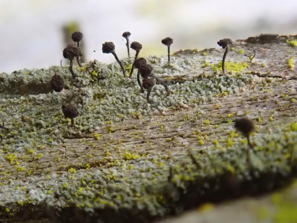 Chénothèque grise