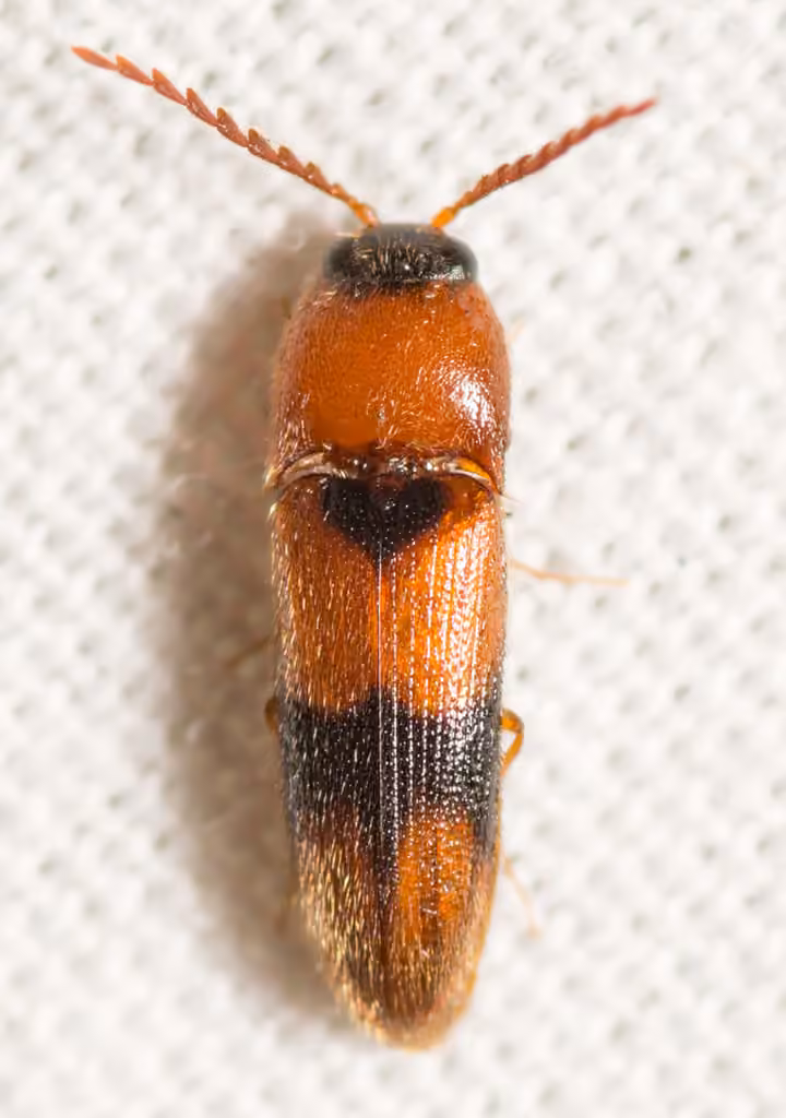Areolate Click Beetle