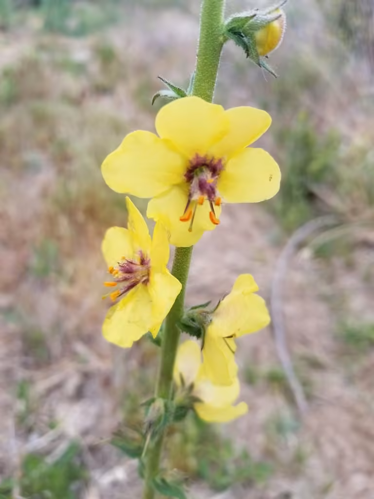Wand mullein, In flower