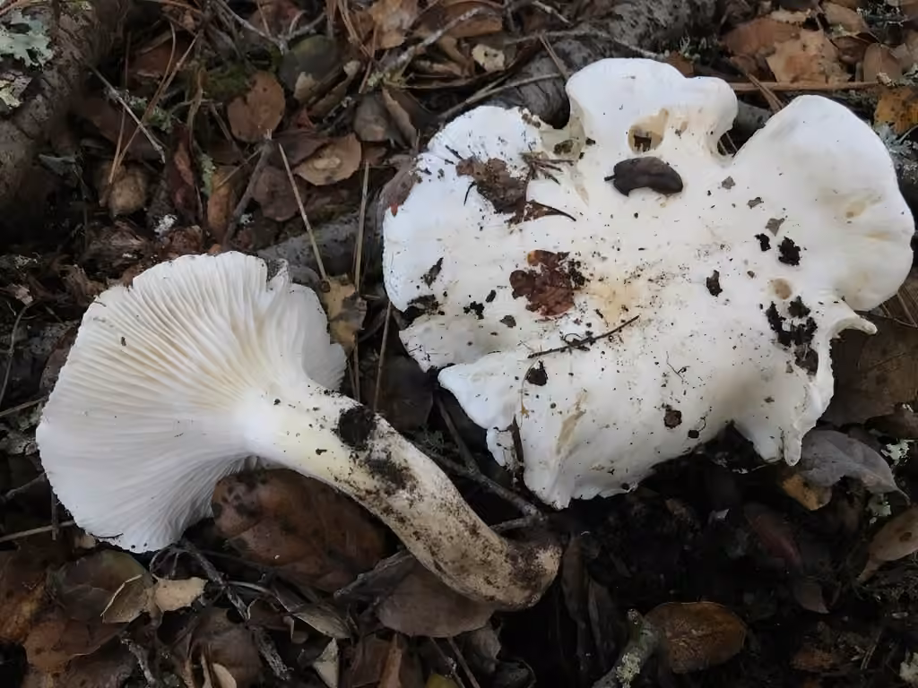 Hygrophore sordide, photo 1 sur 5