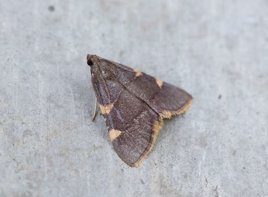Yellow-fringed Dolichomia Moth, photo 2 of 5