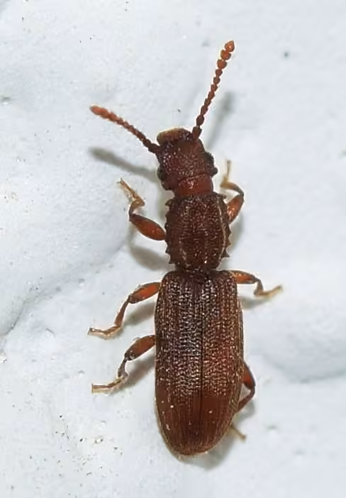 Sawtoothed Grain Beetle, photo 3 of 5