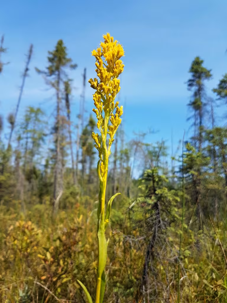 Bog goldenrod, photo 1 of 5