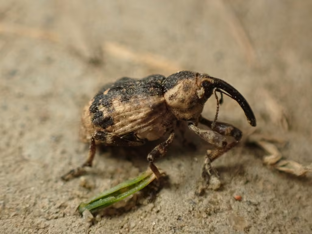 Horsetail weevil, photo 2 of 5