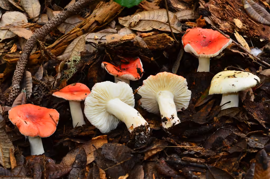 Winter Russula, photo 1 of 5
