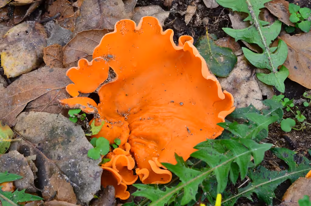 Pézize orangée, photo 3 sur 5