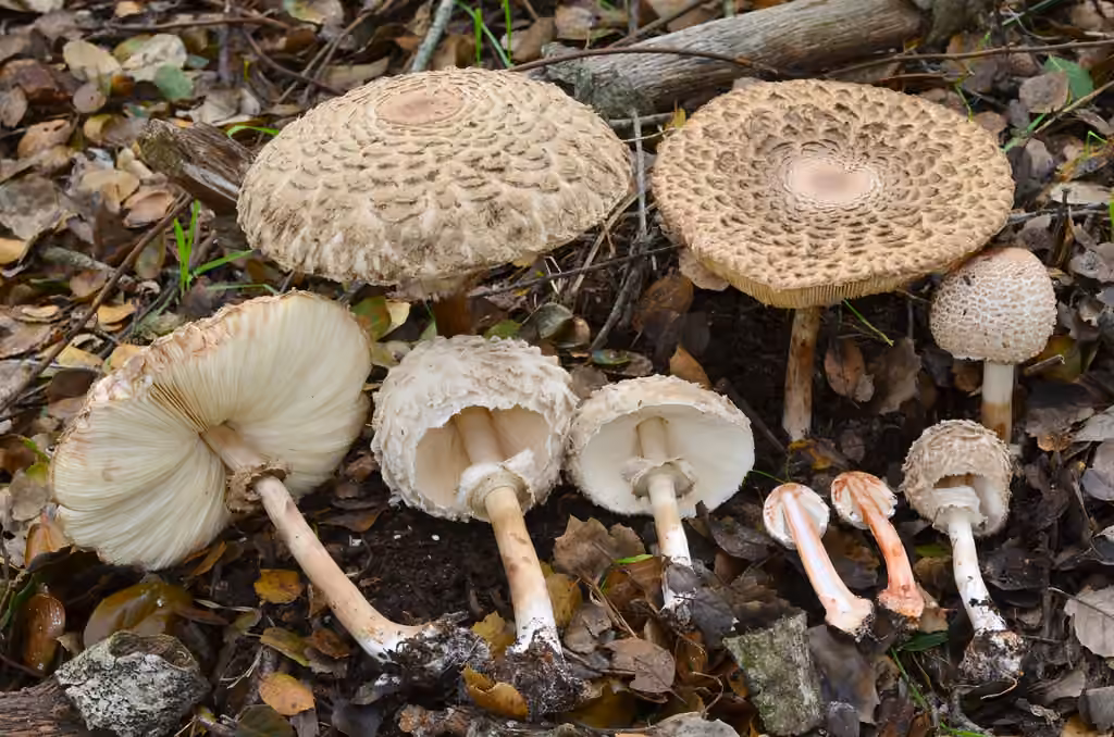 Conifer Parasol, photo 1 sur 5