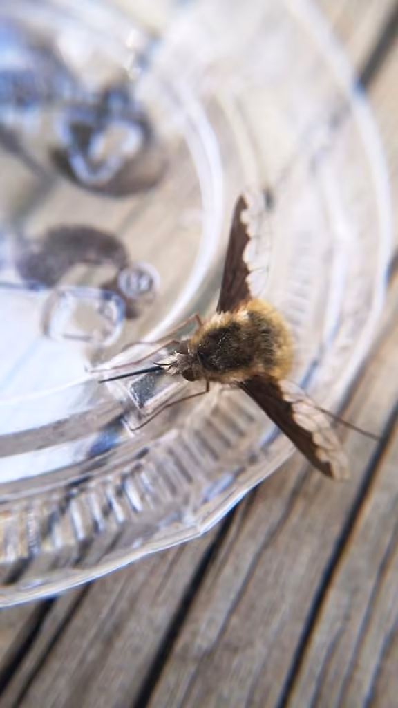 Greater Bee Fly, Female
