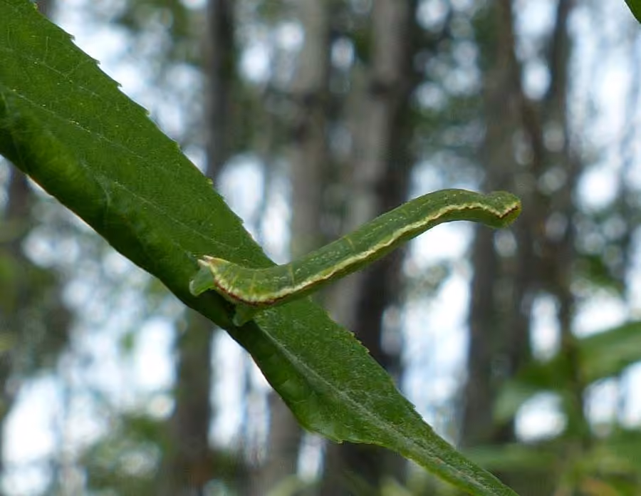 Tawny Eupithecia Moth, photo 1 sur 5