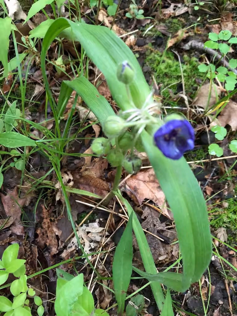 Tradescantie de Virginie, En fleurs