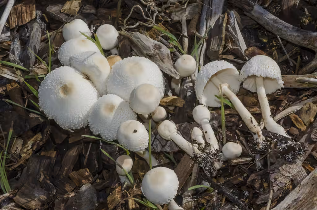 Onion-stalk parasol mushroom, photo 3 of 5