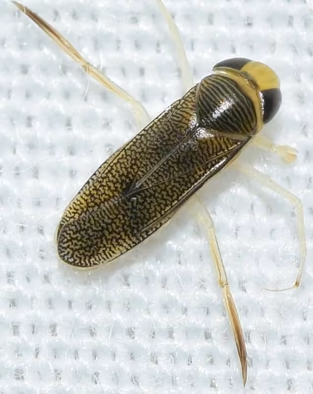 Trichocorixa verticalis