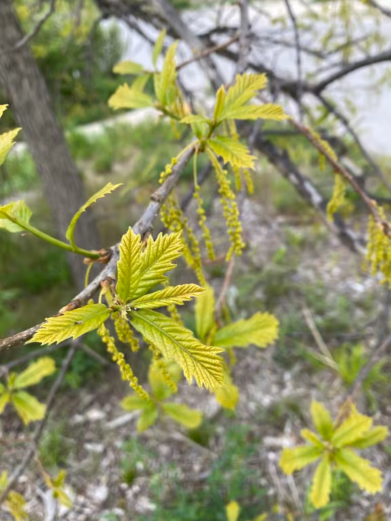 Chêne bicolore, En fleurs