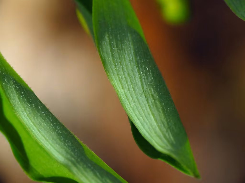 Hairy Solomon's seal, Flower buds