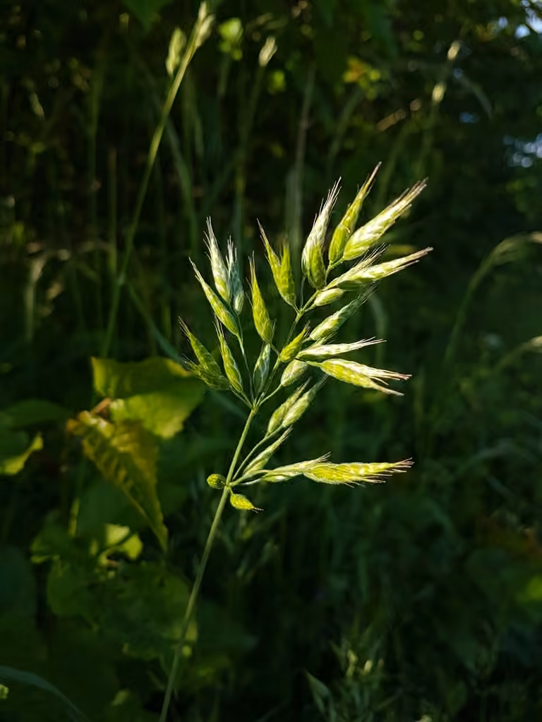 Soft brome, photo 1 of 5