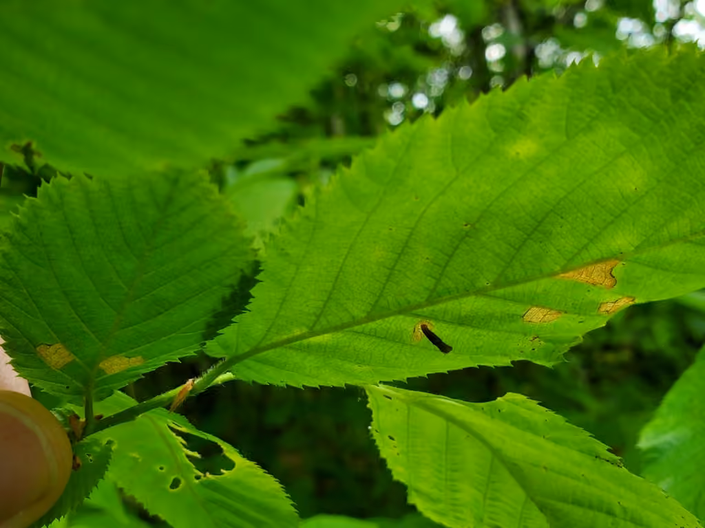 Coleophora ostryae, Leaf mine