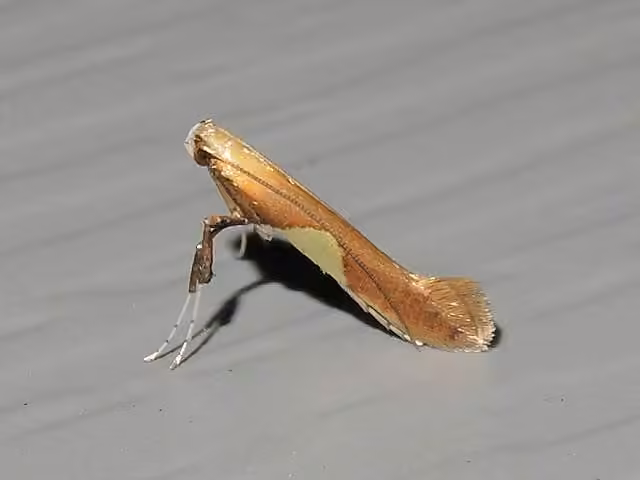 Caloptilia packardella, Adulte