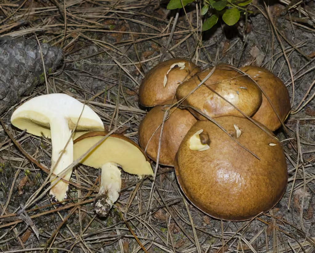 Bolet granulé, photo 3 sur 5