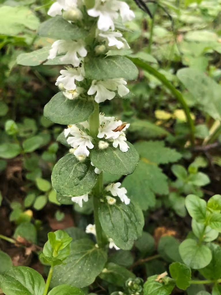 Common bugle, In flower