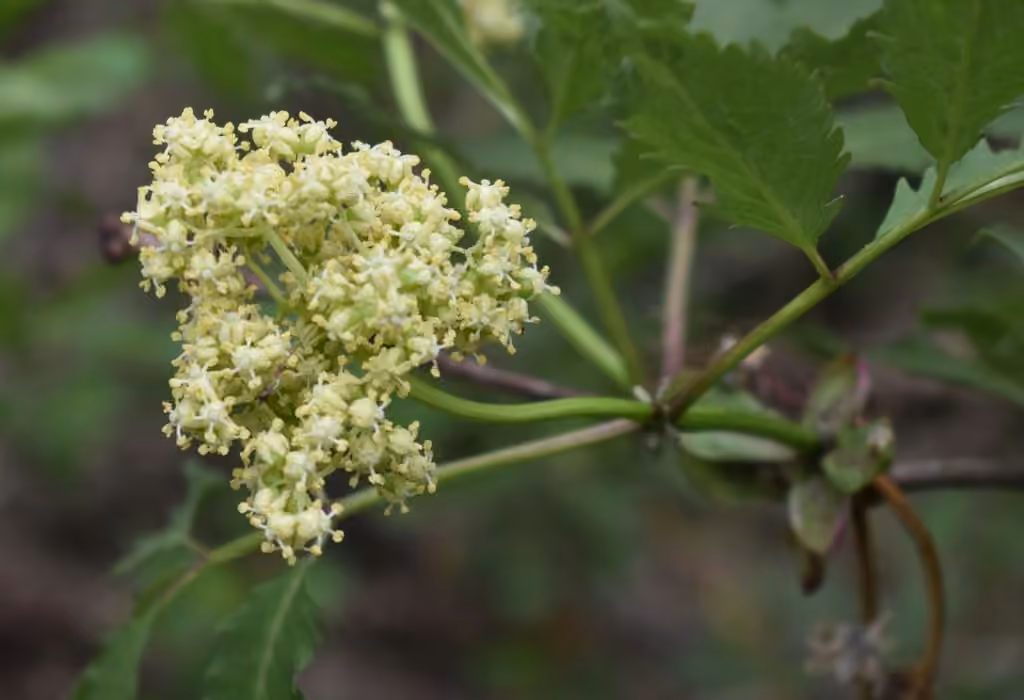 European red elder, In flower