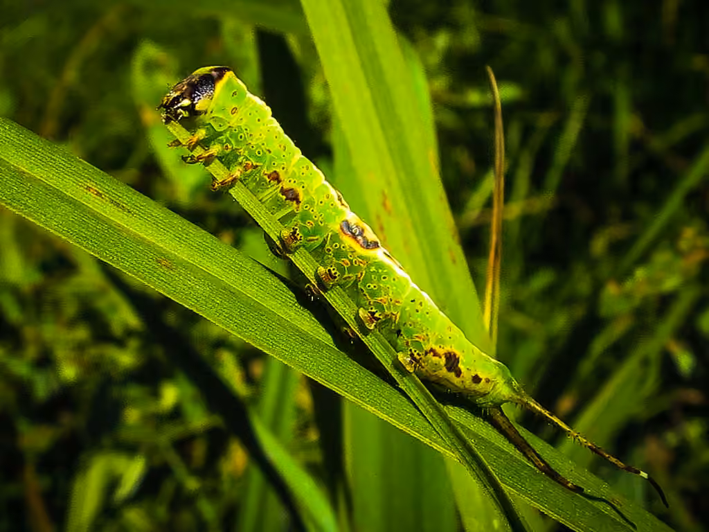 Western Furcula Moth, Chenille