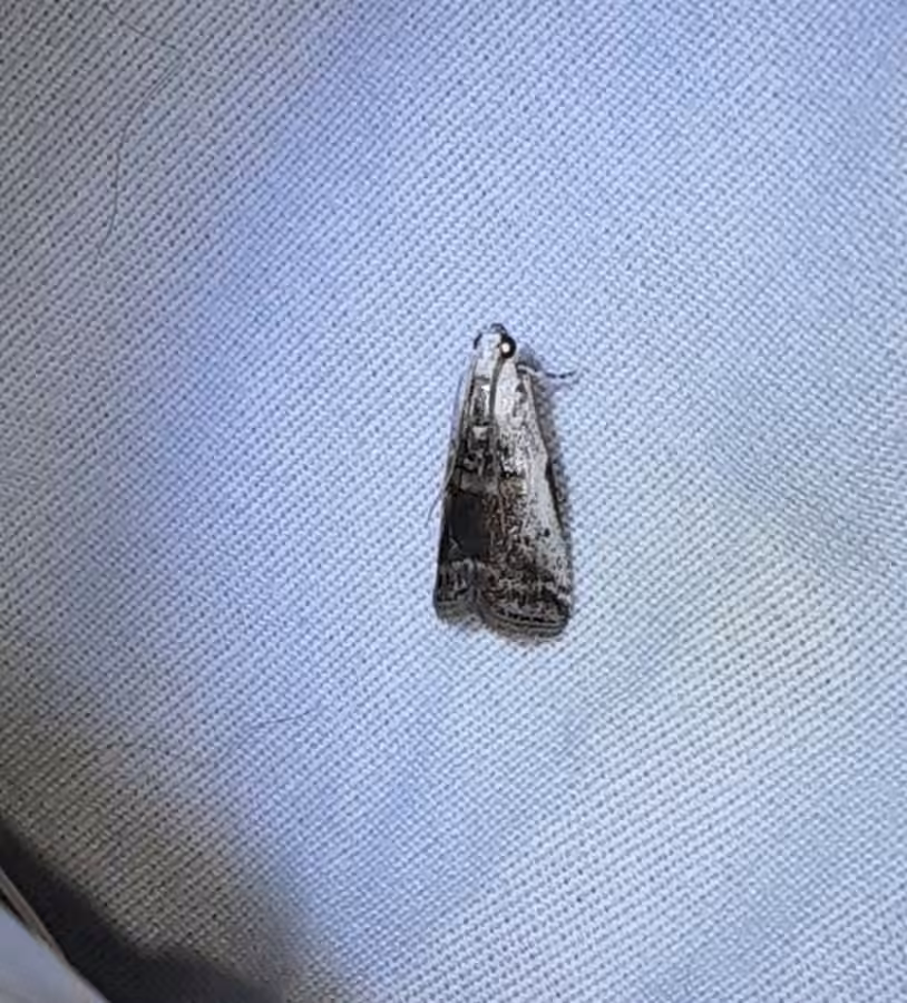 Kearfott's Acrobasis Moth, Adult