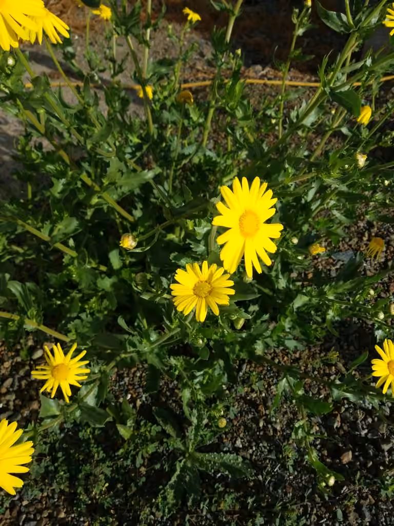 Chrysanthème des moissons, En fleurs