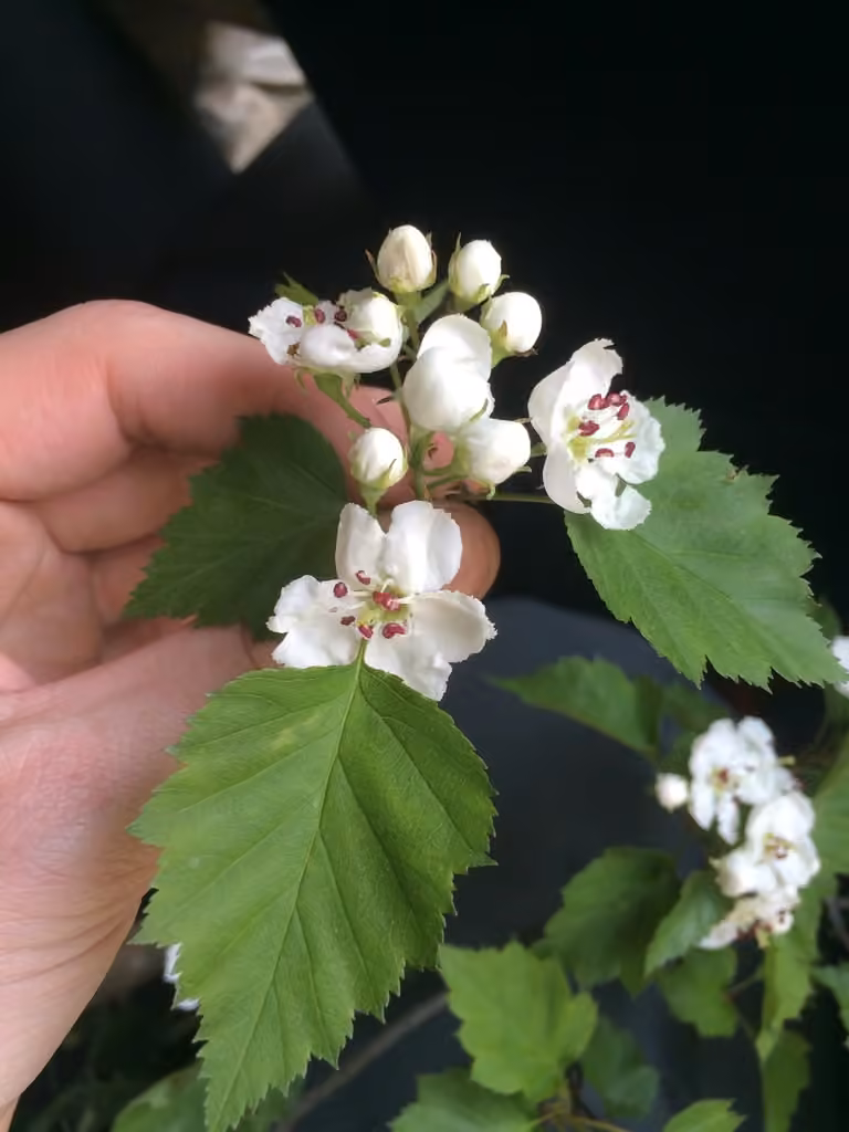 Smooth Hawthorn, En fleurs
