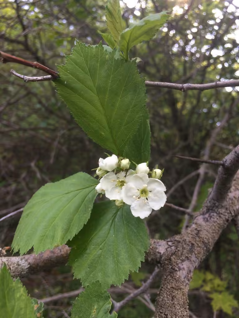 Aubépine scabre, En fleurs