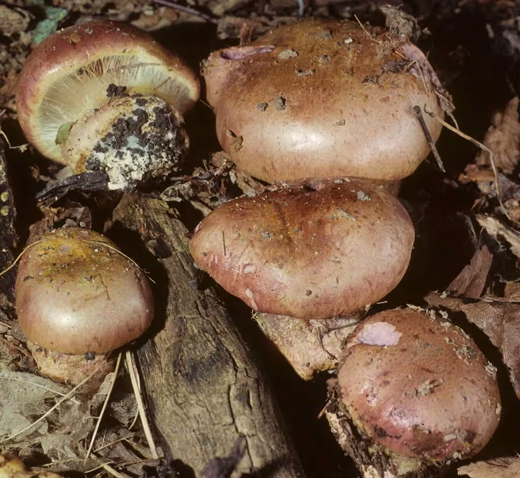 Atkinson's Fungus, photo 1 sur 5