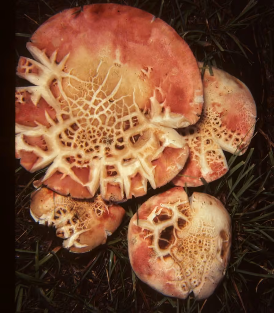 Beautiful Russula, photo 2 of 5