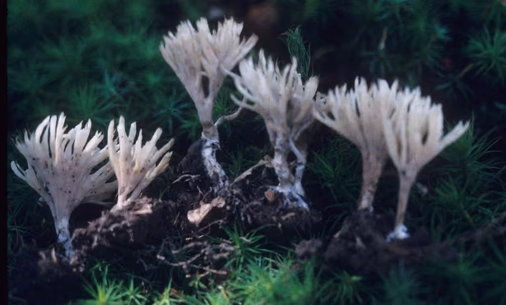 Tremellodendron tenax