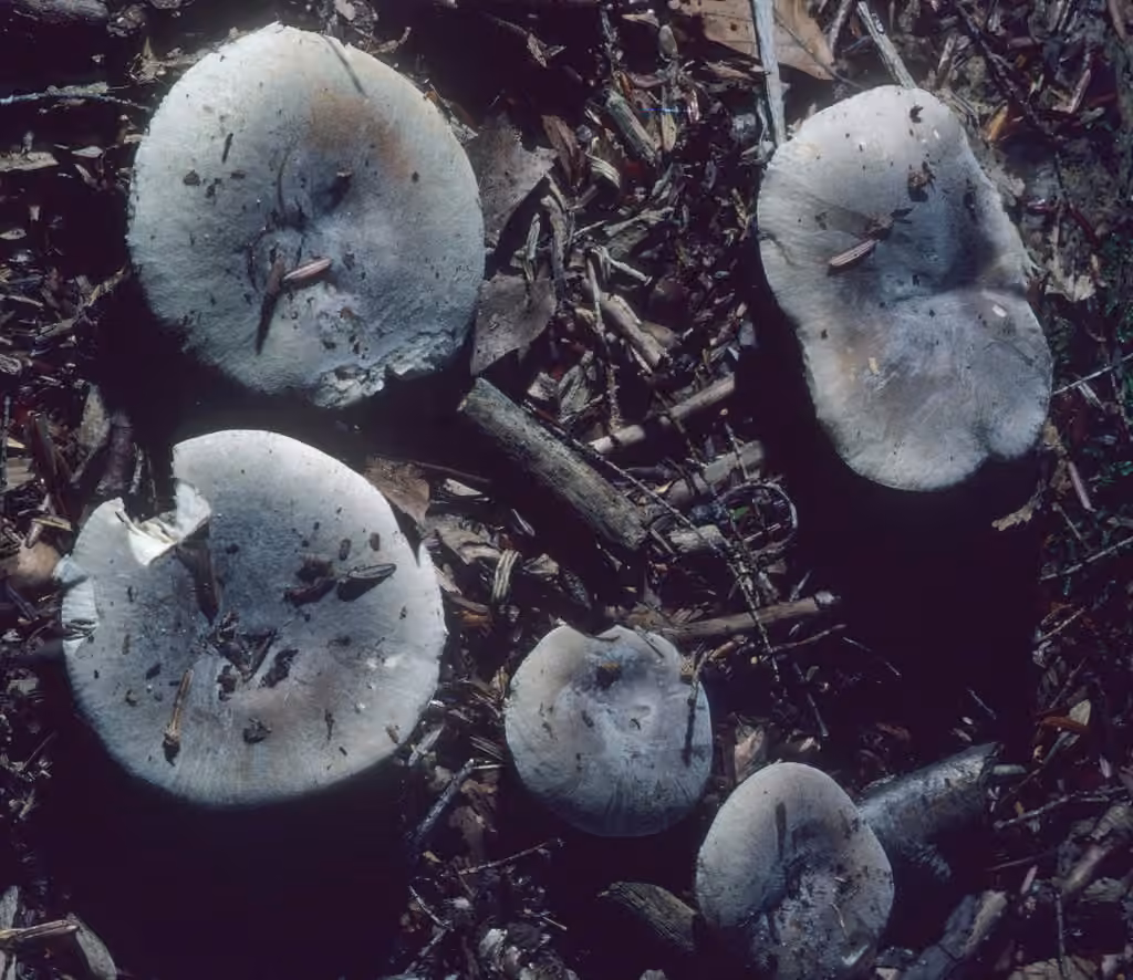 Modest Russula, photo 1 sur 5