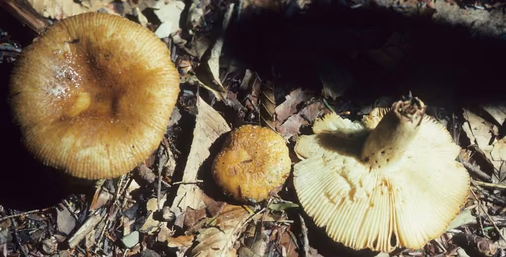 Russula granulata, photo 2 sur 5