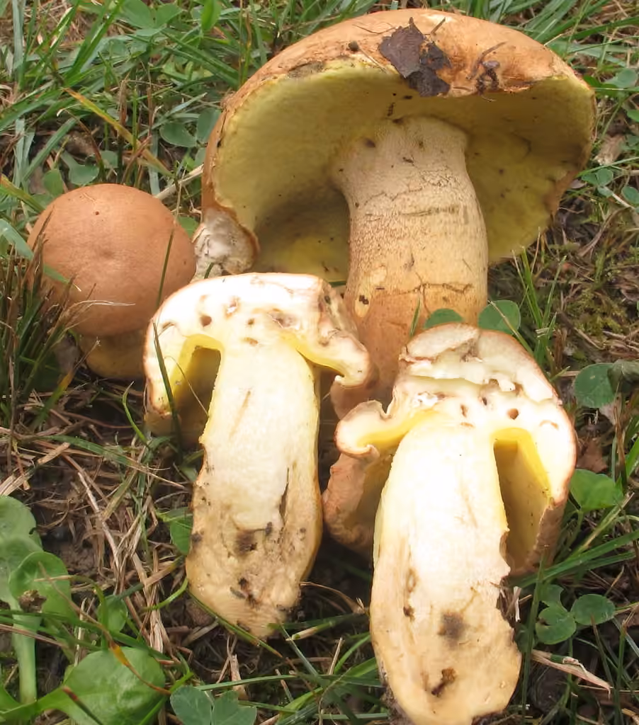 Butyriboletus taughannockensis, photo 1 of 5