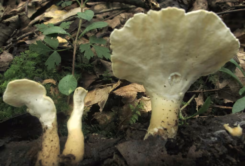Polypore pied-bot, photo 3 of 5