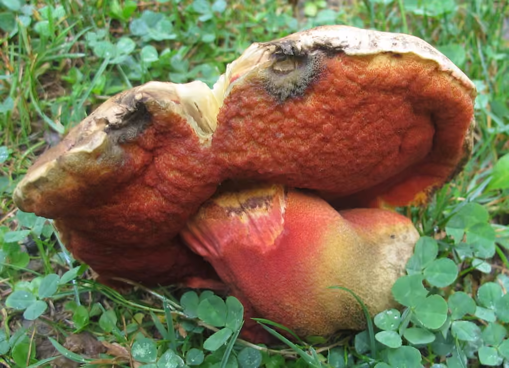 Perfumed Bolete, photo 1 of 5