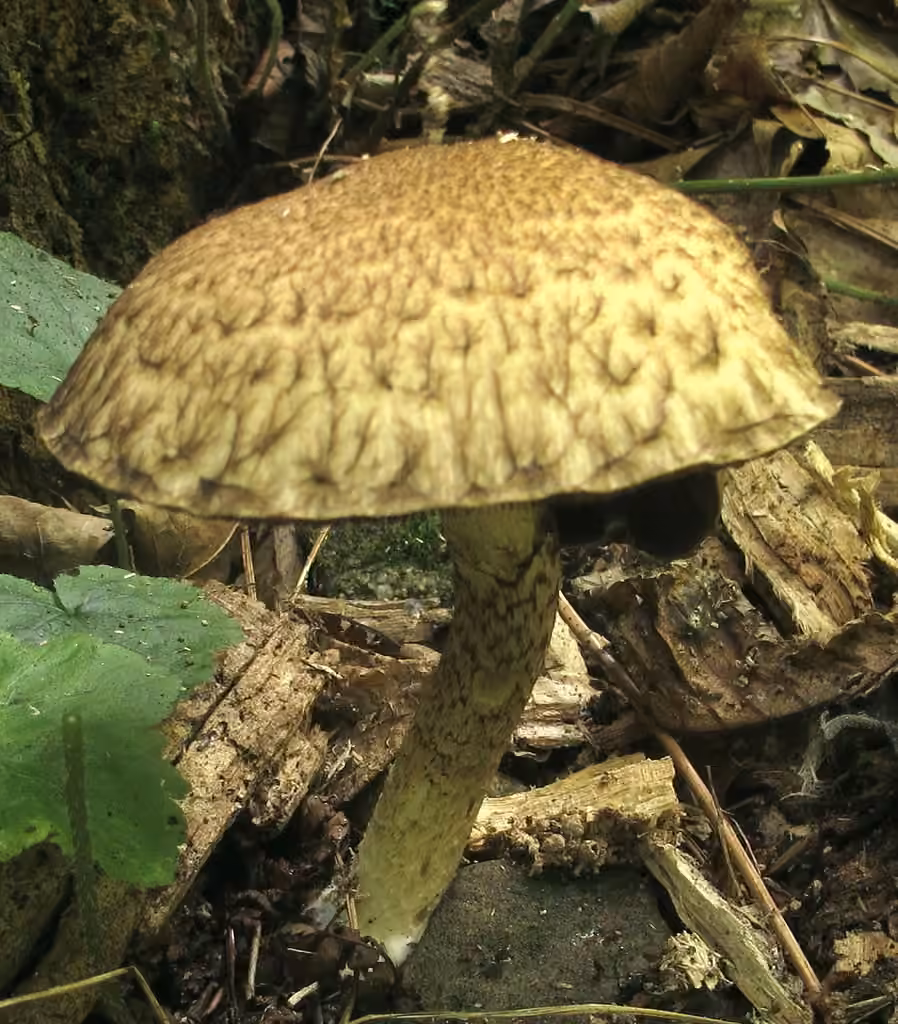 Lacrymaria echiniceps, photo 2 sur 5