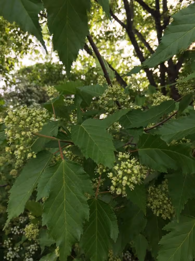 Érable de l'Amour, En fleurs
