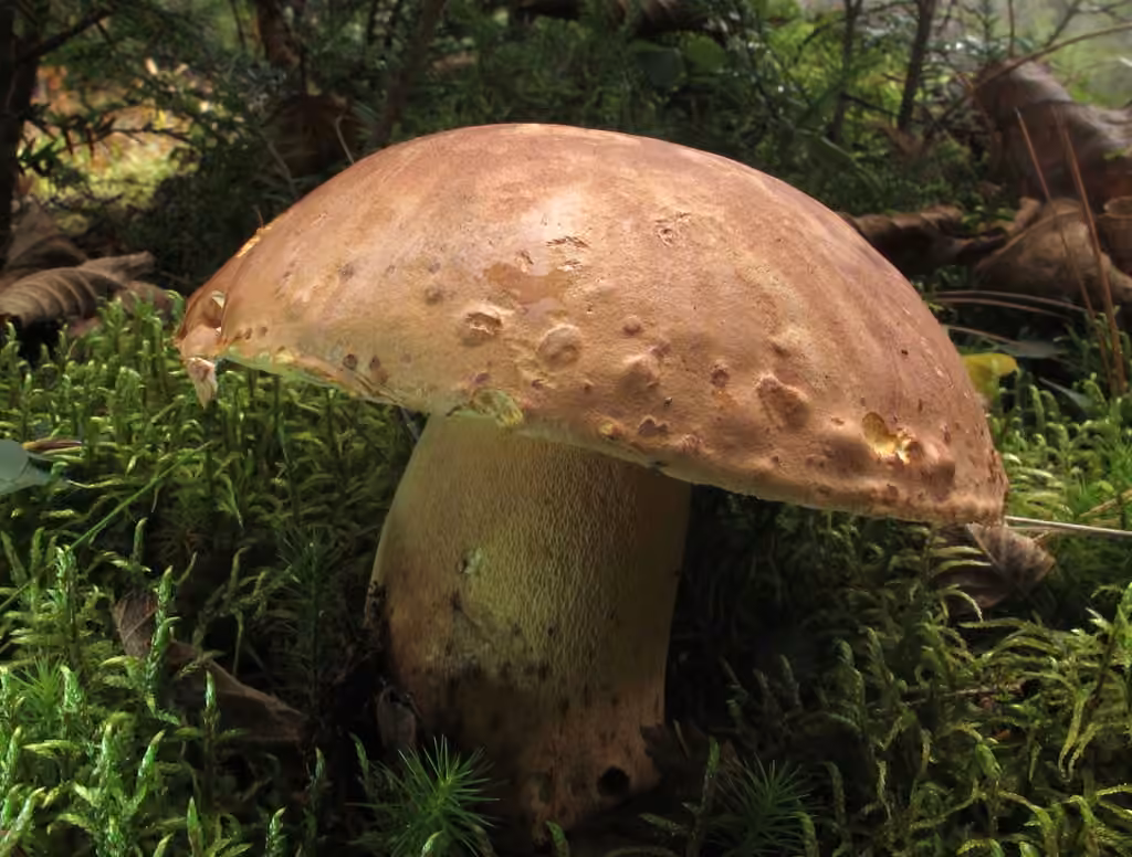 Bolet brun, photo 1 sur 5