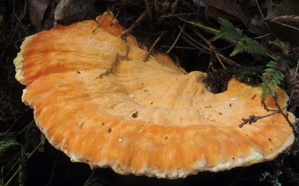 Chicken of the Woods