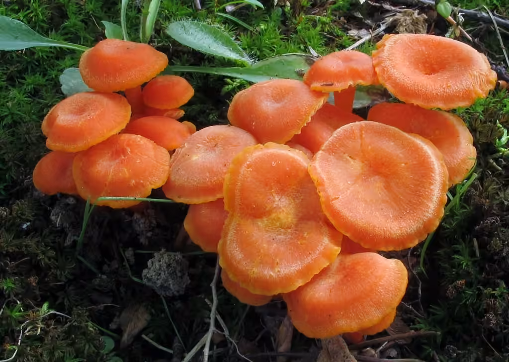 Vermilion Waxcap, photo 3 of 5